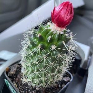 Meet your Posher, Rosemary